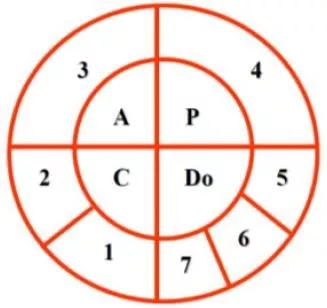 Ciclo CAPDo e suas 7 etapas Fonte: Bormio et al (2005).